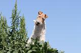 FOX TERRIER 025